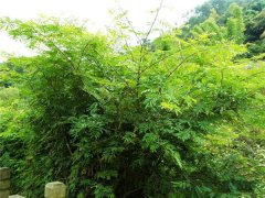 土壤養(yǎng)分測試儀原理是什么？土壤養(yǎng)分測試儀價格得多少錢？