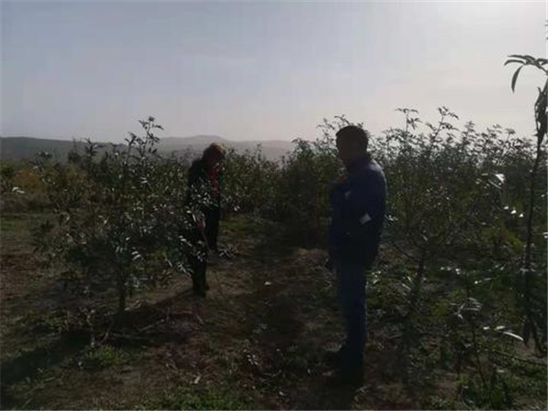 如何土壤檢測儀讓土壤變酸？