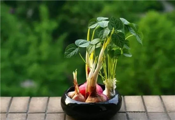 土壤有機(jī)質(zhì)及測試儀器的探討