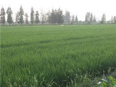 土壤水分速測儀能測定土壤墑情規(guī)律嗎？