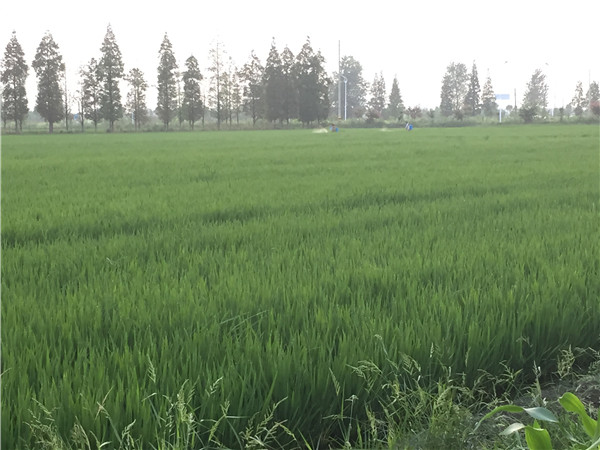 土壤水分速測儀能測定土壤墑情規(guī)律嗎？